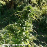 The Real Seed Company Garhwali