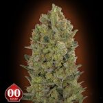 00 Seeds AUTO 00 Hashchis AKA AUTO 00 Cheese