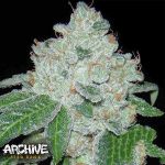 Archive Seeds Rocket Fuel