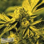 Blimburn Seeds Cafe Racer