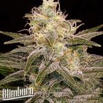 BlimBurn Seeds Chocolopez