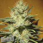 BlimBurn Seeds Mamba Negra CBD / Black Mamba CBD