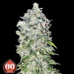 00 Seeds AUTO 00 Kush