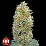 00 Seeds AUTO Bubblegum