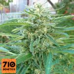 710 Genetics Seeds C99 Haze