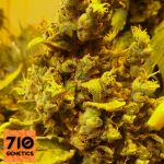 710 Genetics Seeds Lemon AID
