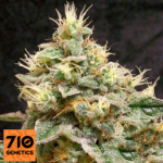 710 Genetics Seeds Sweet 710 Cheese