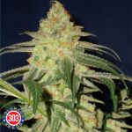 303 Seeds G-Funk