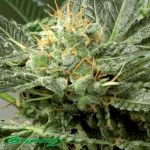 De Sjamaan Seeds Fast Skunk