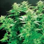 De Sjamaan Seeds Thai Widow