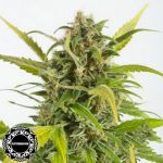 Dinafem Seeds Haze AUTO CBD