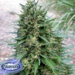 Flash Autoflowering Seeds Annapurna