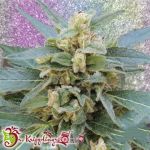 Dr. Krippling Seeds Mango Bubble Cloud Auto