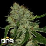 DNA Genetics Seeds Tangilope