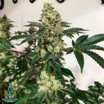 Exotic Genetix Seeds Slap Wagon
