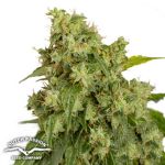Dutch Passion Seeds AUTO Xtreme