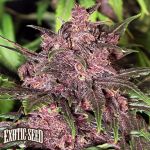 Exotic Seed Black Haze AUTO