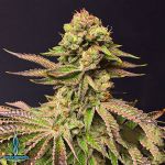 Exotic Genetix Seeds Bootylicious