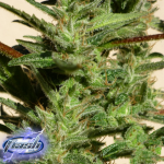 Flash Autoflowering Seeds Bubble Hash SuperAuto F1