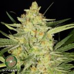Dynasty Genetics Seeds Divina Obscura (Charlottes Web x Ms.Universe)