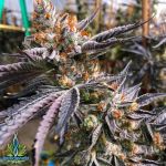 Exotic Genetix Seeds Mint Chocolate Chip F2