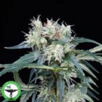 Finest Medicinal Seeds Northern Lights 5 Haze