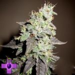 Gage Green Seeds Burgundy