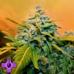 Gage Green Seeds Flying Hammer