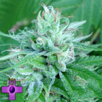 Gage Green Seeds Shadowdancer