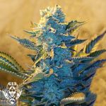 G13 Labs Seeds White Widow