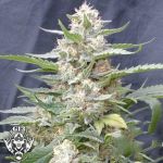 G13 Labs Seeds Lemon Amber Kush
