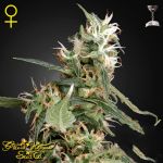 Green House Seeds Arjan's Ultra Haze #1