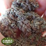 Garden of Green Seeds GDP Auto x Gumberry Auto