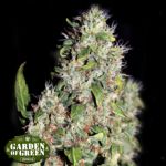 Garden of Green Seeds Dubble Bubble