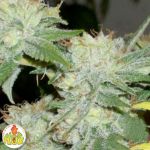 House of Funk Genetics Green Python