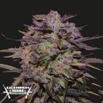 Kalashnikov Seeds Purple Russian Express