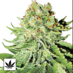 Garden of Green Seeds Northern Light AUTO