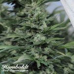 Humboldt Seed Organization Sour Diesel #2