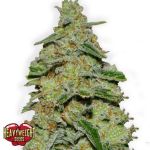 Heavyweight Seeds Lemon Cake