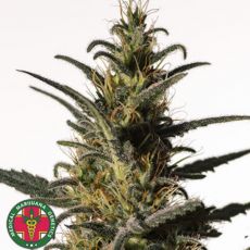 Medical Marijuana Genetics Seeds Candida (CD-1)