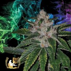 Lady Sativa Genetics Seeds Masala OG