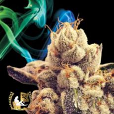 Lady Sativa Genetics Seeds Atomic Oranges