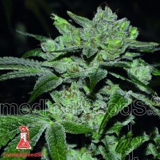 Medical Seeds Sour Glue