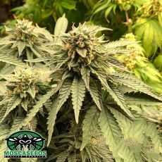 Mosca Seeds Bubblegum Gelato