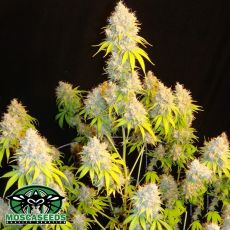 Mosca Seeds Indiana Bubblegum S1