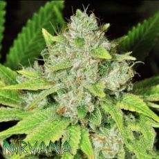 Nirvana Seeds Original Glue