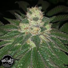 Pheno Finder Seeds Lemon Sherbert