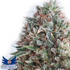 Positronics Seeds CBD + Critical #47