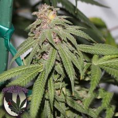 Purple Caper Seeds Grape Zkittlez