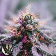 Purple Caper Seeds MAC Daddy
